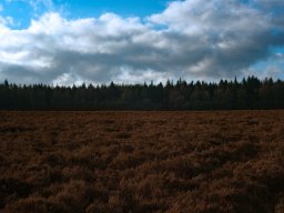 IMGP3867_Morgne i Kompedal Plantage